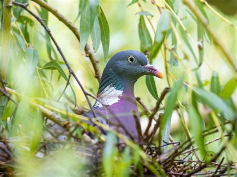 Wood Pigeon Nesting (All You Need To Know) 